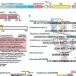 Type III-B CRISPR-Cas waterfall of proteolytic cleavages | Science