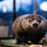 Will Staten Island Chuck see his shadow? New York’s groundhog set for 2024 winterseason projection