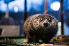 Will Staten Island Chuck see his shadow? New York’s groundhog set for 2024 winterseason projection