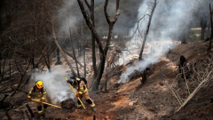 Chilean authorities think lethal forest fires might haveactually been deliberately triggered