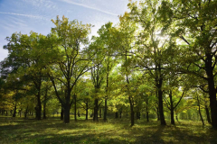 Trees battle to ‘breathe’ due to environment modification