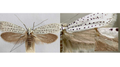 Researchstudy discusses the working of the ultrasonic caution sounds of Moths’ wings