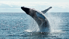 Whale Rapidly Accumulates Nearly $53,000,000 Worth of Ethereum and Wrapped Bitcoin: Lookonchain