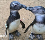 Farnham penguin discovers ‘guide bird’ in one of her pals