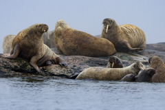 The new Arctic: Amid record heat, ecosystems morph and wildlife struggle