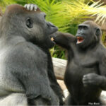 Terrific apes playfully tease each other: researchstudy