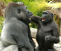 Terrific apes playfully tease each other: researchstudy