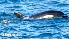 Video reveals whale knowing to hunt birds off Orkney
