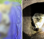 RSPCA examines thought feline poisonings in Angle Vale, north of Adelaide