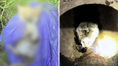 RSPCA examines thought feline poisonings in Angle Vale, north of Adelaide