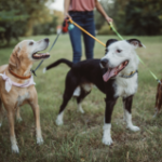 How much workout does your canine truly require?