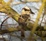 Kookaburra found living in Suffolk countryside