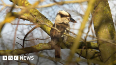 Kookaburra found living in Suffolk countryside