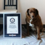 Guinness World Records withdraws title for earliest pet ever