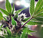 Pennsylvania hasn’t legislated cannabis; viral post misreads proposed budgetplan | Fact check