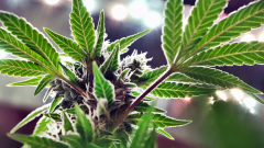 Pennsylvania hasn’t legislated cannabis; viral post misreads proposed budgetplan | Fact check