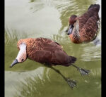 See: Two ducks obtain assist from traveler to help their ailing pal