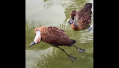 See: Two ducks obtain assist from traveler to help their ailing pal