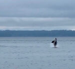 Orcas adventure beachgoers at Seattle park; even the canine is thrilled