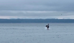 Orcas adventure beachgoers at Seattle park; even the canine is thrilled