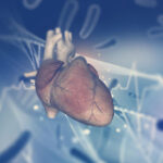 Improved artificial human tiny heart developed by MSU scientists