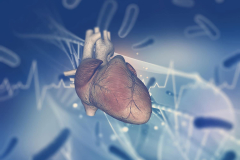 Improved artificial human tiny heart developed by MSU scientists