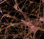 Human nerve cells imitate early main worried system
