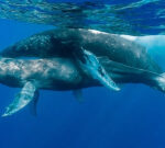 These are the 1st images of humpbacks having sex, and they’re both males