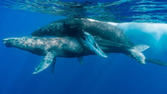 These are the 1st images of humpbacks having sex, and they’re both males