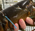 Lobster tagged in New Brunswick captured over 250 kilometres away in Maine