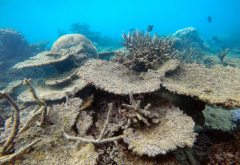 Mass coral reef lightening occasion looms