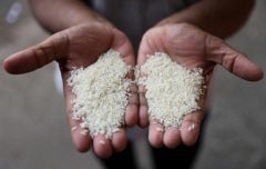 Vietnam 2024 rice exports seen falling, India costs strike record high