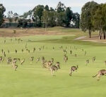 Golfenthusiasts interrupted by a stampede of kangaroos that ‘went permanently’