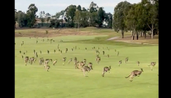 Golfenthusiasts interrupted by a stampede of kangaroos that ‘went permanently’