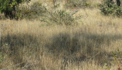 Can you area the leopard? Photographer found it simply in time