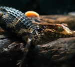 Saved from wildlife traffickers, Javier the small caiman to live in Victoria zoo