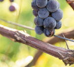 Grape harvest season starts in South Australia – Xinhua