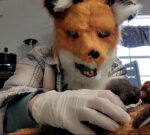 Why is this veterinary assistant dressed like a fox?