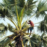 AP PHOTOS: Collecting sap to make palm sugar is an tough, and less appealing, task for Cambodians