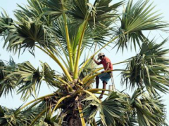 AP PHOTOS: Collecting sap to make palm sugar is an tough, and less appealing, task for Cambodians
