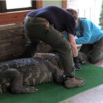 N.Y. male swears to restore 750-pound, 11-foot gator gotridof from his home