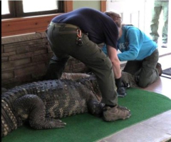 N.Y. male swears to restore 750-pound, 11-foot gator gotridof from his home