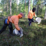 Finland suspends reception of berry pickers’ visa applications