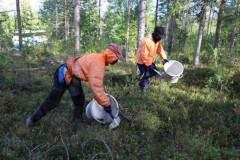 Finland suspends reception of berry pickers’ visa applications
