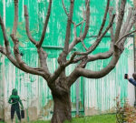 Banksy’s mostrecent mural highlights cropped tree, illustration crowds who see ecological message