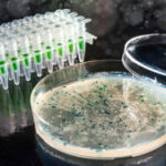 AI-assisted bacterial fermentation advances Alzheimer’s drug