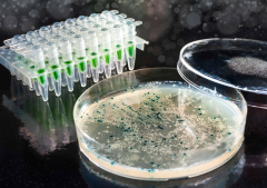 AI-assisted bacterial fermentation advances Alzheimer’s drug