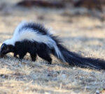 Season of the skunk: Northern Alberta city uses totallyfree capture services for foul-smelling bugs
