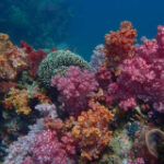 AI system can produce 3D maps of coral reefs