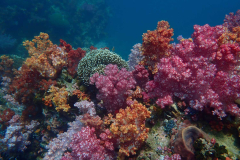 AI system can produce 3D maps of coral reefs